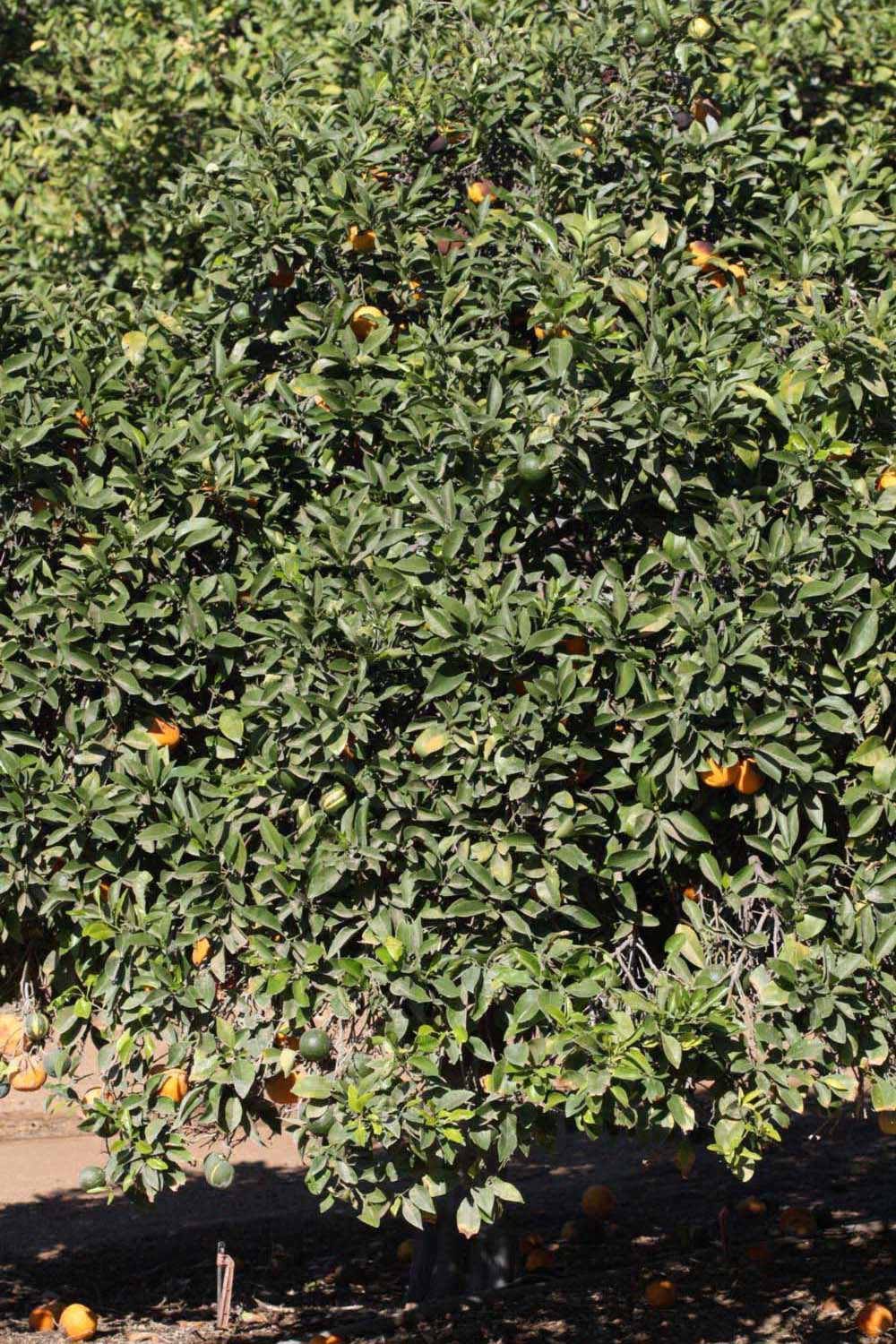            Habit (Riverside, CA)   